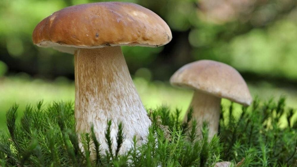 Top 10 Des Champignons Comestibles | Aujourdhui.com